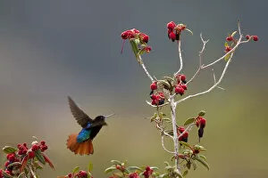 Hummingbirds Collection: Black Hooded Sunbeam