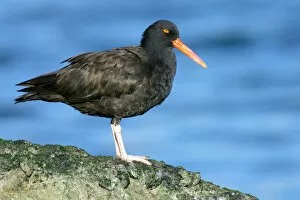 Images Dated 4th October 2005: Black Oystercatcher, Haematopus bachmani