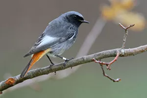 Images Dated 25th December 2009: Black Redstart male perched on branch, Phoenicurus ochruros, Italy