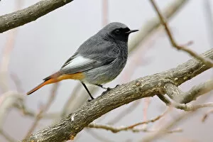 Images Dated 26th December 2009: Black Redstart male perched on branch, Phoenicurus ochruros, Italy