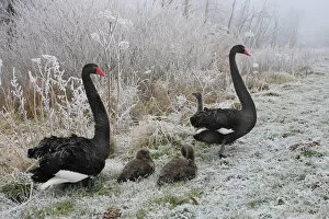 Images Dated 21st December 2007: Black Swan a pair with chicks in winter landscape Netherlands, Cygnus atratus