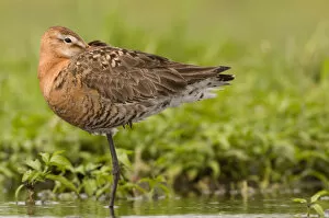 Images Dated 29th May 2011: Black-tailed Godwit in wet meadow, Limosa limosa