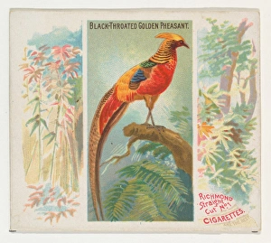 Black-Throated Golden Pheasant Birds Tropics series Black-Throated Golden Pheasant Birds Tropics series