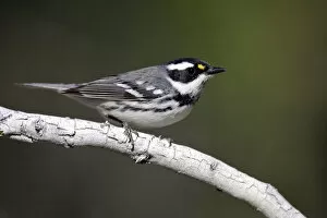 Images Dated 16th April 2009: Black-throated Gray Warbler, United States