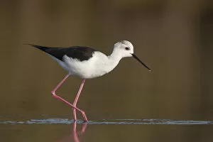 Images Dated 26th March 2011: Black-winged Stilt, Himantopus himantopus ssp himantopus, Spain (Mallorca), adult female