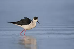 Images Dated 26th March 2011: Black-winged Stilt, Himantopus himantopus ssp himantopus, Spain (Mallorca), adult male