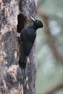 Images Dated 17th May 2008: Black Woodpecker foraging on treetrunk, Dryocopus martius