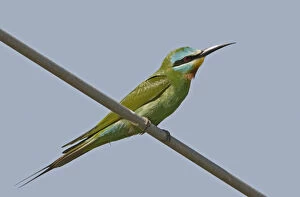 Images Dated 16th March 2006: Blue-cheeked Bee-eater perched, Merops persicus, Sultanate of Oman