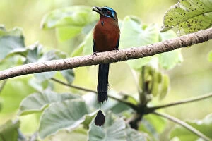 Images Dated 24th December 2007: Blue-crowned Motmot perched with prey Tobago