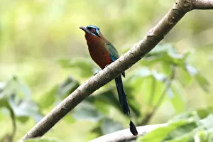 Images Dated 24th December 2007: Blue-crowned Motmot perched Tobago