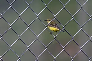 Images Dated 3rd May 2004: Blue-headed Wagtail