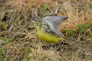 Images Dated 26th April 2006: Blue-headed Wagtail standing on the ground