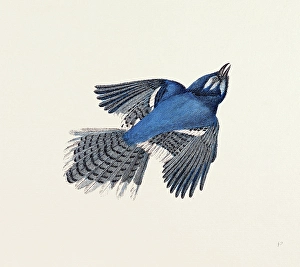 Blue Jay, bird, nineteenth century engraving, engraved image, history, illustrative technique Blue Jay, bird, nineteenth century engraving, engraved image, history, illustrative technique