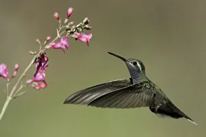 Images Dated 15th April 2005: Blue-throated Hummingbird, United States