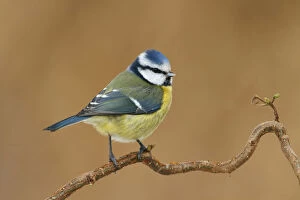 Images Dated 19th January 2013: Blue tit, Netherlands