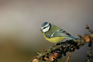 Images Dated 28th December 2005: Blue Tit perched on branch