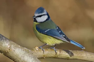 Images Dated 2nd January 2009: Blue Tit perched on branch, Italy