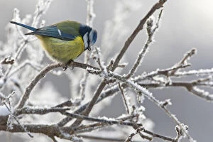 Images Dated 4th February 2012: Blue Tit perched on branches with snow, Netherlands
