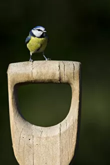 Images Dated 10th February 2008: Blue Tit perched on scoop Netherlands