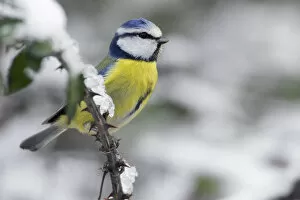 Images Dated 25th January 2007: Blue Tit sitting on a snow-covered branch