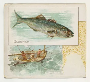 Bluefish Fish American Waters series N39 Allen & Ginter Cigarettes Bluefish Fish American Waters series N39 Allen & Ginter Cigarettes