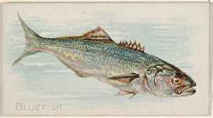 Bluefish Fish American Waters series N8 Allen & Ginter Cigarettes Brands Bluefish Fish American Waters series N8 Allen & Ginter Cigarettes Brands