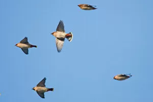 Images Dated 8th December 2012: Bohemian Waxwings in flight in the Netherlands, Bombycilla garrulus