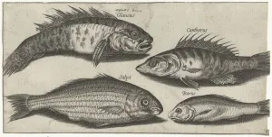 Bokvis perch goby unknown fish Fish series title Bokvis perch goby unknown fish Fish series title