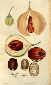 Botanical print or English natural history illustration by Joseph Swan 1796-1872 Botanical print or English natural history illustration by Joseph Swan 1796-1872