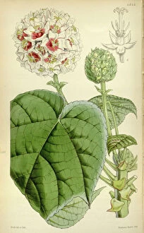 Images Dated 7th August 2014: Botanical Print by Walter Hood Fitch 1817 a 1892, W.H. Fitch was an botanical illustrator