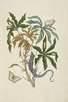 Branch cassava Manihot esculenta black tegu lizard Branch cassava Manihot esculenta black tegu lizard