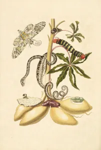 Branch cassava Manihot esculenta rustic sphinx Branch cassava Manihot esculenta rustic sphinx