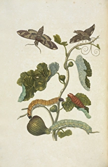 Branch fig tree Ficus carica metamorphosis fig sphinx Branch fig tree Ficus carica metamorphosis fig sphinx
