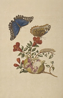 Branch pomegranate tree blue morpho butterfly Branch pomegranate tree blue morpho butterfly
