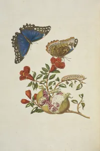 Branch pomegranate tree Punica granatum blue morpho Branch pomegranate tree Punica granatum blue morpho