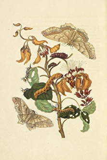 Branch swamp immortelle Erythrina fusca saturniid moth Branch swamp immortelle Erythrina fusca saturniid moth