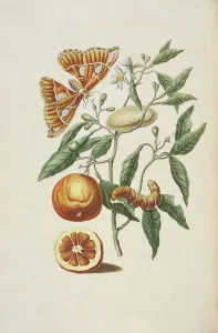 Branch sweet orange tree Citrus sinensis metamorphosis Branch sweet orange tree Citrus sinensis metamorphosis