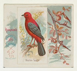 Brazilian Tanager Song Birds World series N42 Brazilian Tanager Song Birds World series N42