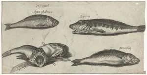 Bream mackerel two ponies bratfish Piscivm vivae icones Bream mackerel two ponies bratfish Piscivm vivae icones