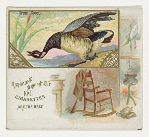 Brent Goose Game Birds series N40 Allen & Ginter Cigarettes Brent Goose Game Birds series N40 Allen & Ginter Cigarettes