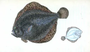 Brill, Pleuronectes rhombus, British fishes, Donovan, E. (Edward), 1768-1837, (Author) Brill, Pleuronectes rhombus, British fishes, Donovan, E. (Edward), 1768-1837, (Author)
