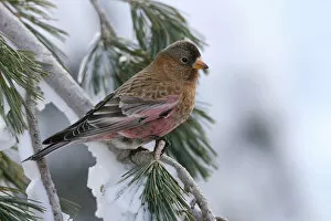 Images Dated 16th December 2007: Brown-capped Rosy-Finch