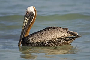 Images Dated 21st April 2008: Brown Pelican adult swimming Mexico, Pelecanus occidentalis