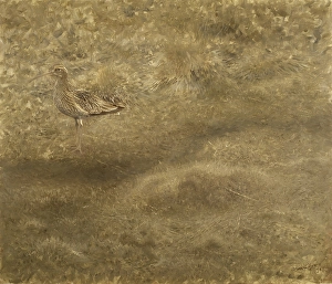Bruno Liljefors Eurasian Curlew Storspov painting Bruno Liljefors Eurasian Curlew Storspov painting