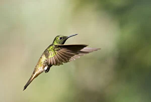 Images Dated 8th December 2009: Buff-tailed Coronet in flight, Boissonneaua flavescens