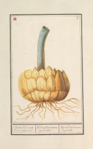 Bulb Imperial Crown Fritillaria imperialis Kliester globe Bulb Imperial Crown Fritillaria imperialis Kliester globe