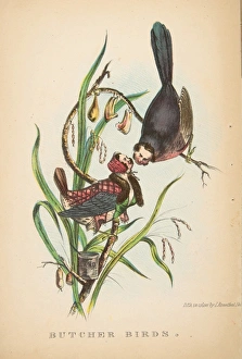 Butcher Birds Comic Natural History Human Race Butcher Birds Comic Natural History Human Race