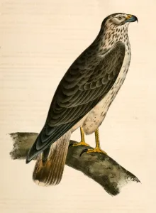 Buteo Cooperii, California Hawk., Suckley, George 1830-1869, Cooper, J Buteo Cooperii, California Hawk., Suckley, George 1830-1869, Cooper, J