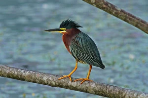 Images Dated 19th February 2012: Butorides virescens, Green Heron