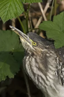 Images Dated 6th May 2006: Butorides virescens, Vagrant Green heron in the Netherlands